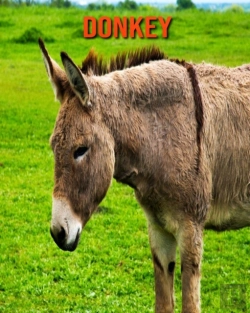 Bertrand.pt - Donkey