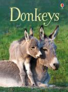 Donkeys