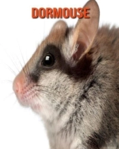 Dormouse