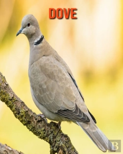 Bertrand.pt - Dove
