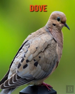 Bertrand.pt - Dove