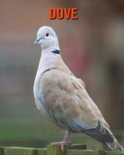 Dove