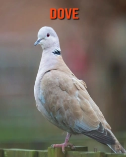 Bertrand.pt - Dove