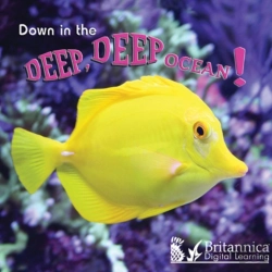 Bertrand.pt - Down In The Deep Deep Ocean