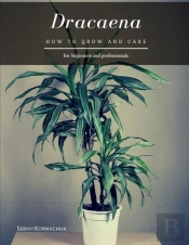 Dracaena