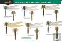 Dragonflies And Damselflies