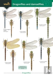 Dragonflies And Damselflies