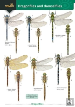 Bertrand.pt - Dragonflies And Damselflies
