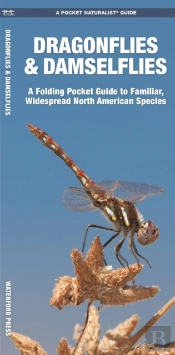 Dragonflies & Damselflies