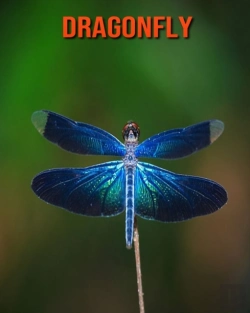 Bertrand.pt - Dragonfly
