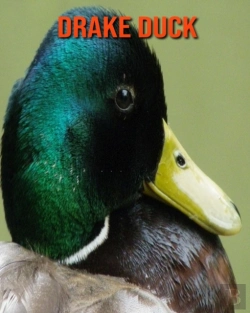 Bertrand.pt - Drake Duck