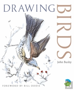Bertrand.pt - Drawing Birds