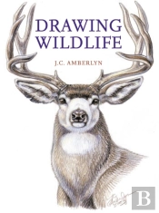 Drawing Wildlife