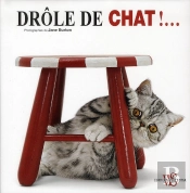 Drole De Chat