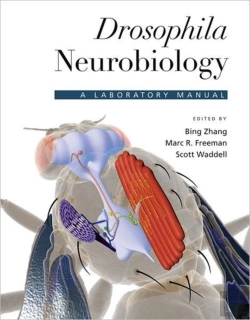 Bertrand.pt - Drosophila Neurobiology