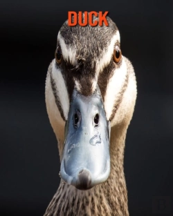 Bertrand.pt - Duck