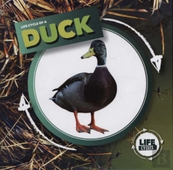 Bertrand.pt - Duck