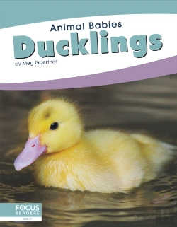 Bertrand.pt - Ducklings