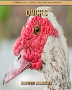 Bertrand.pt - Ducks