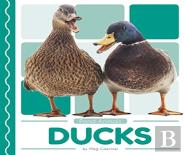 Ducks