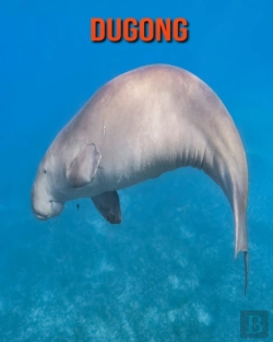 Bertrand.pt - Dugong