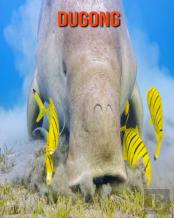 Dugong