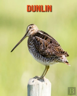 Bertrand.pt - Dunlin