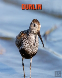 Bertrand.pt - Dunlin