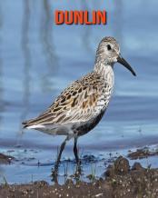 Dunlin