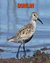 Dunlin