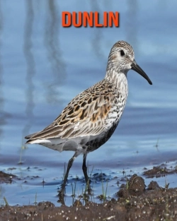 Bertrand.pt - Dunlin