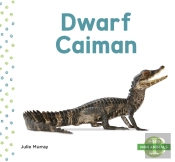 Dwarf Caiman