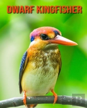 Dwarf Kingfisher
