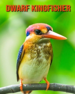 Bertrand.pt - Dwarf Kingfisher