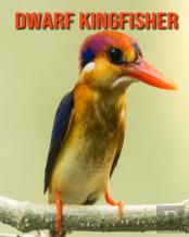 Dwarf Kingfisher