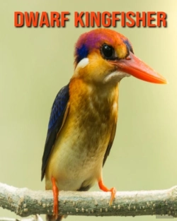 Bertrand.pt - Dwarf Kingfisher