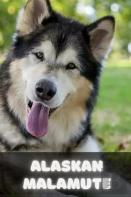 АLаSkаN MаLаMutе