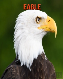 Bertrand.pt - Eagle