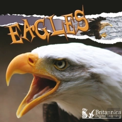 Bertrand.pt - Eagles