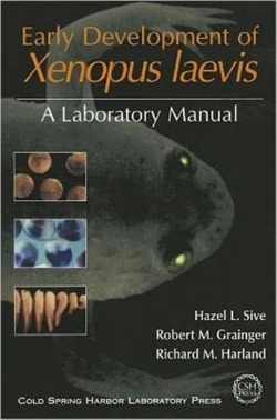 Bertrand.pt - Early Development Xenopus Laevis