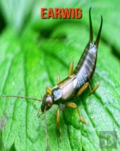 Earwig