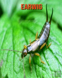 Bertrand.pt - Earwig