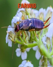 Earwig