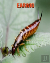 Earwig
