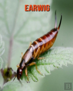 Bertrand.pt - Earwig
