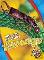 Earwigs