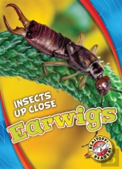 Earwigs
