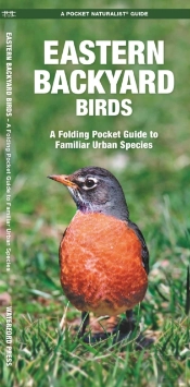 Eastern Backyard Birds