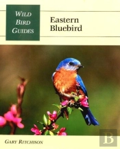 Eastern Bluebird
