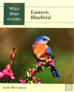 Bertrand.pt - Eastern Bluebird